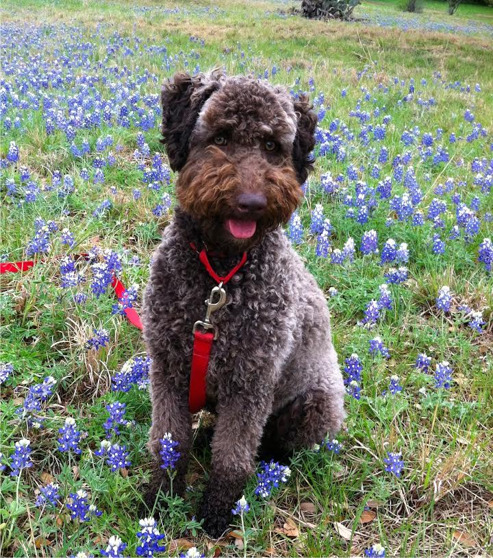 smeraglia teddybear schnoodles